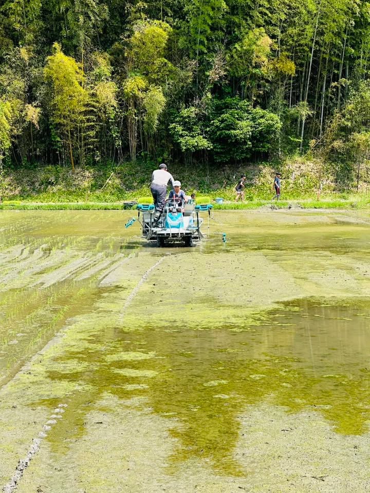 田植え体験✨✨

自然が与えてくれる食べ物、水、空気、四季の彩りpic1