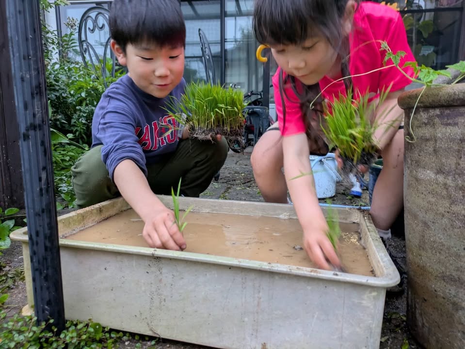 子どもたちと一緒に育てた稲がすくすく伸びていく様子を、毎朝眺める