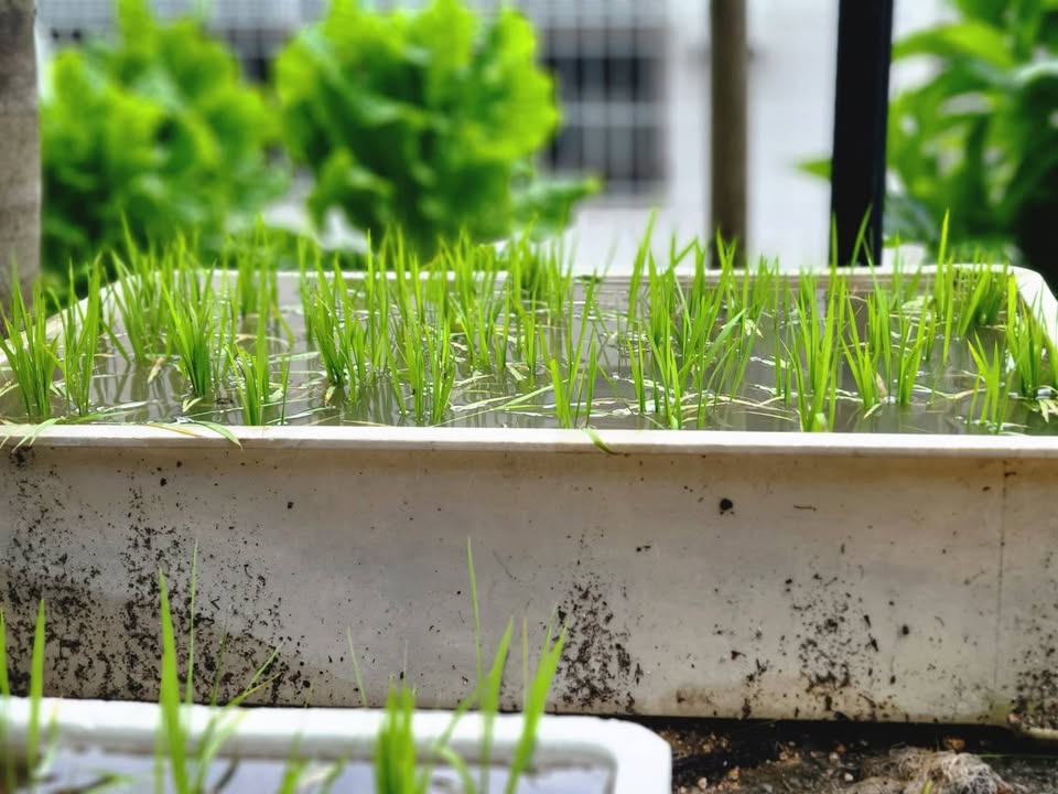 子どもたちと一緒に育てた稲がすくすく伸びていく様子を、毎朝眺めるpic2