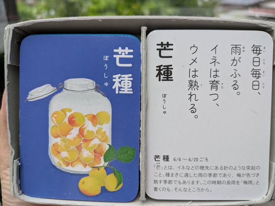子どもたちと一緒に育てた稲がすくすく伸びていく様子を、毎朝眺めるpic7