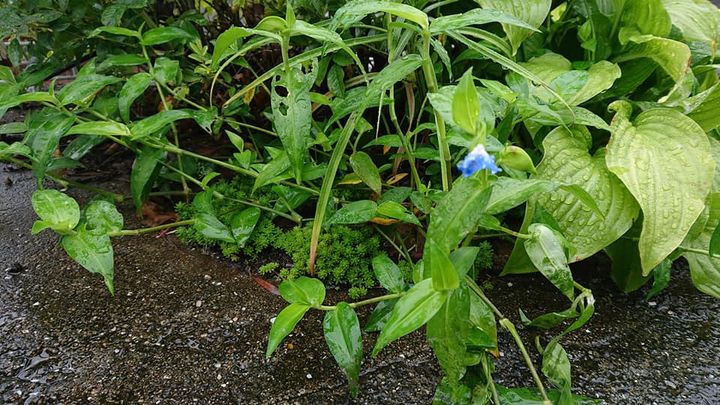 有近まちこです。

梅雨の晴れ間。

きのうまで重たそうにしていpic2