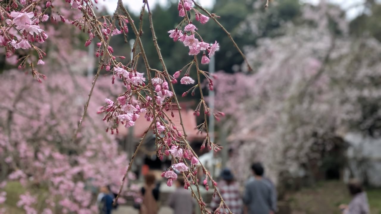 「会いに行こう！」 #004

山口市阿東徳佐地域へ。

徳佐八pic2