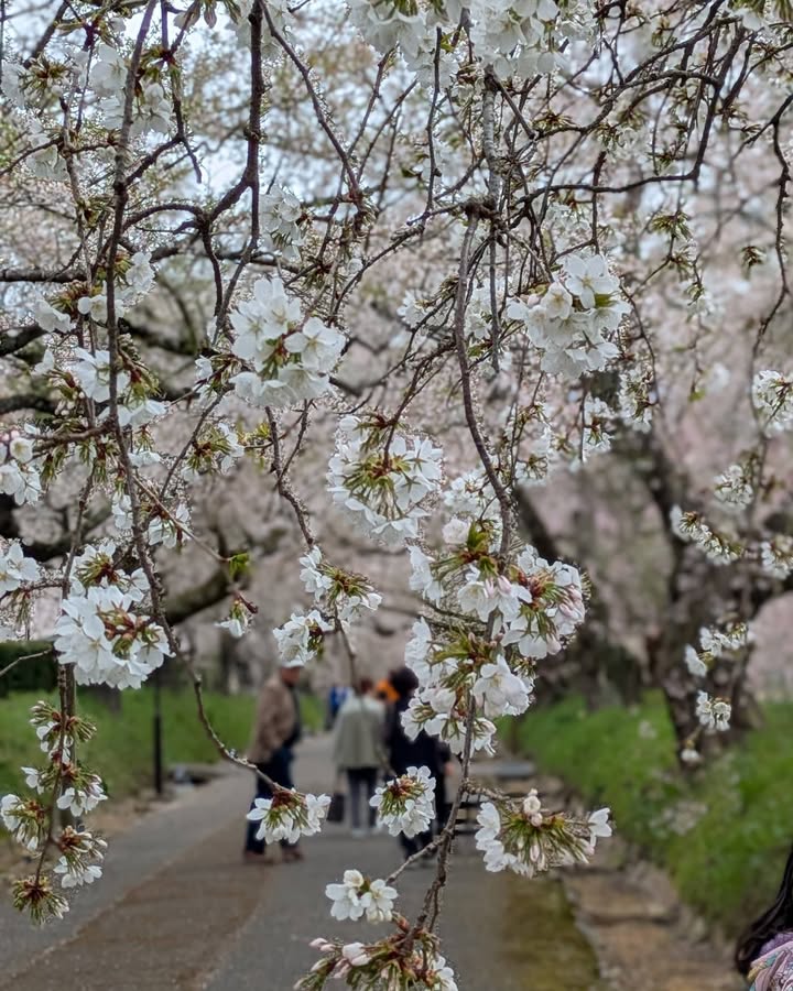 「会いに行こう！」 #004

山口市阿東徳佐地域へ。

徳佐八pic3