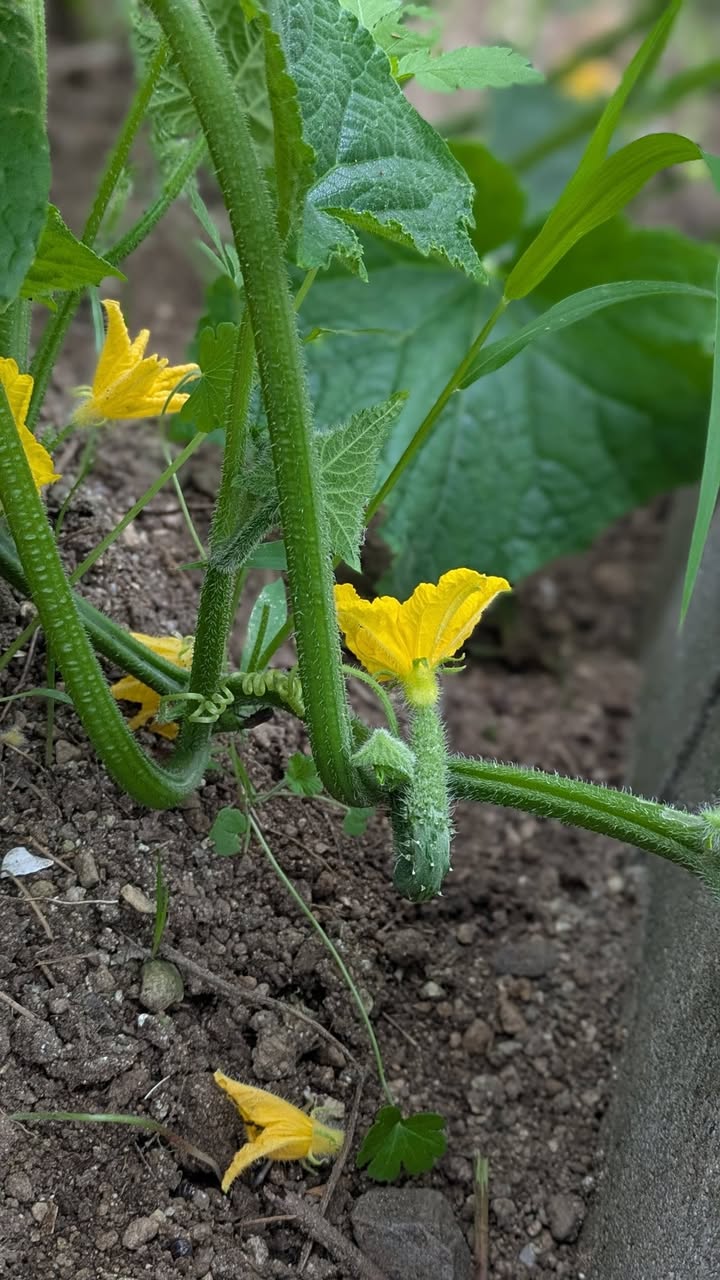 きゅうりとミニトマトの実がなり始めました🥒🍅

じゃがいもは思っ