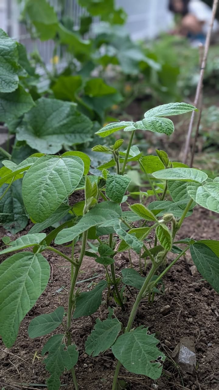 きゅうりとミニトマトの実がなり始めました🥒🍅

じゃがいもは思っpic2