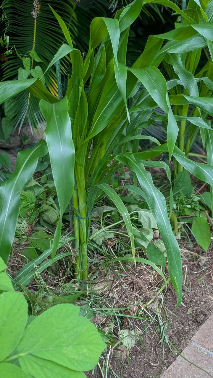 きゅうりとミニトマトの実がなり始めました🥒🍅

じゃがいもは思っpic3