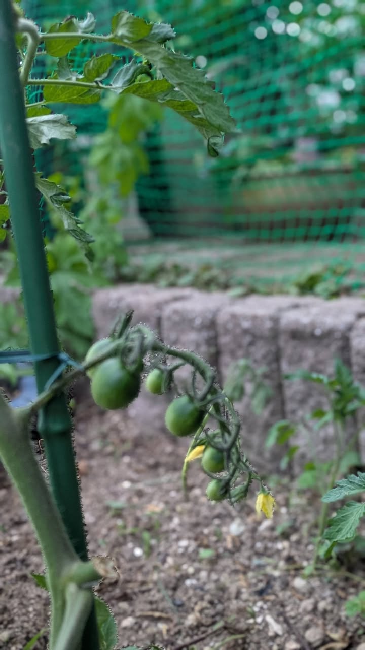 きゅうりとミニトマトの実がなり始めました🥒🍅

じゃがいもは思っpic4