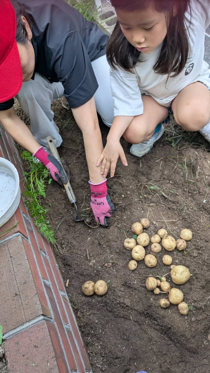 きゅうりとミニトマトの実がなり始めました🥒🍅

じゃがいもは思っpic5