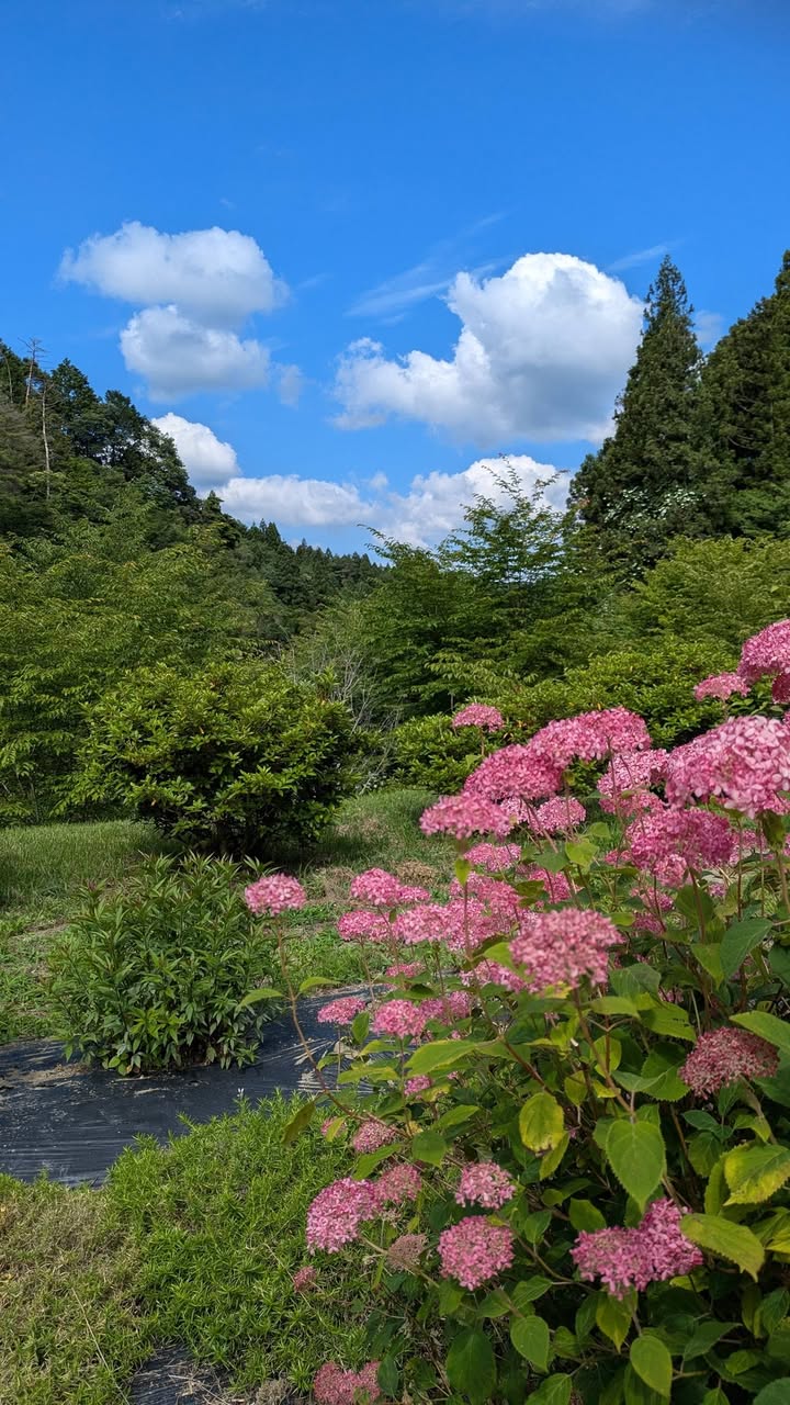 「会いに行こう！」#035 周南市金峰（みたけ）

防長の吉野をpic2