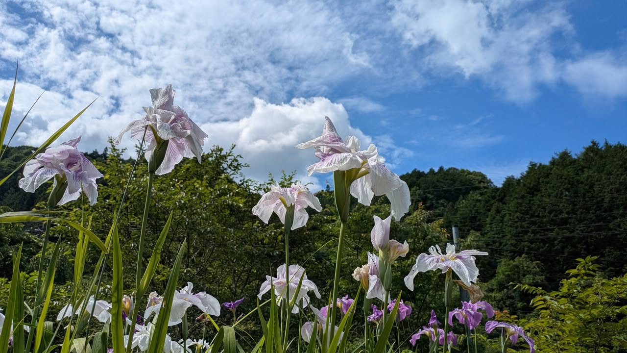 「会いに行こう！」#035 周南市金峰（みたけ）

防長の吉野をpic3