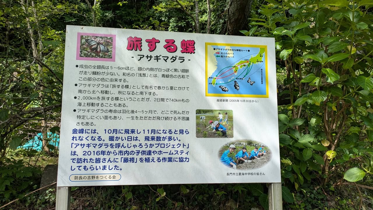 「会いに行こう！」#035 周南市金峰（みたけ）

防長の吉野をpic8