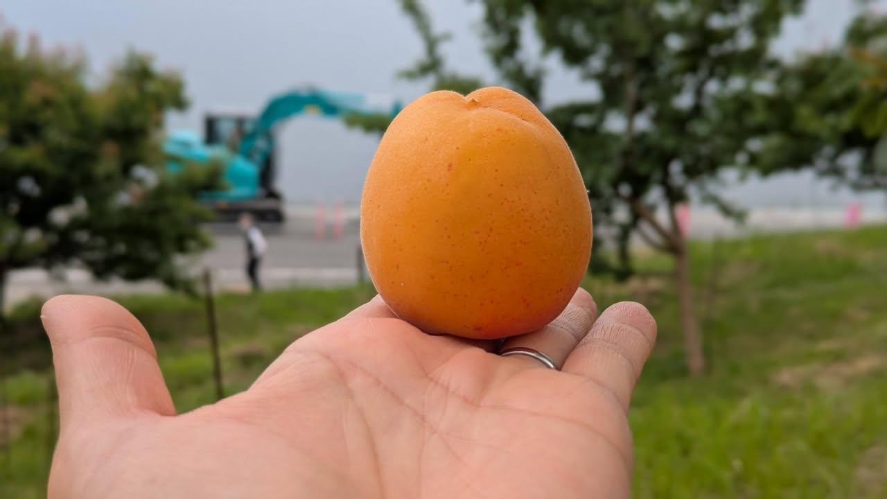 「会いに行こう！」#036 周防大島町　地家室（じかむろ）

日pic5