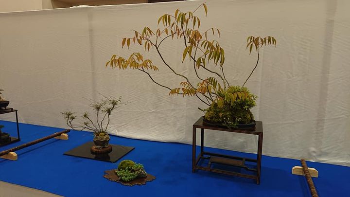 山野草の会「千草会(ちぐさかい)」の盆栽展

すばらしい作品の数pic3