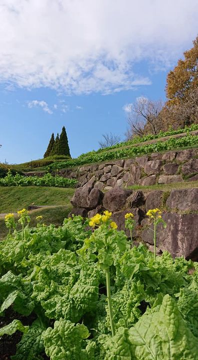 柳井市の
「やまぐちフラワーランド」

山口県の花き振興を目的と