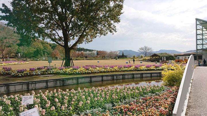 柳井市の
「やまぐちフラワーランド」

山口県の花き振興を目的とpic2