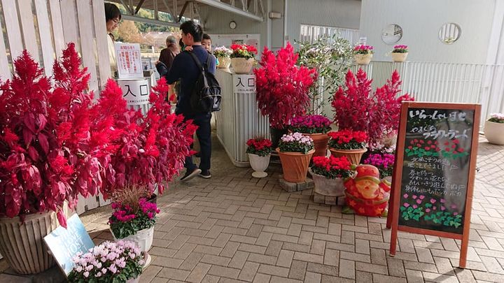 柳井市の
「やまぐちフラワーランド」

山口県の花き振興を目的とpic3