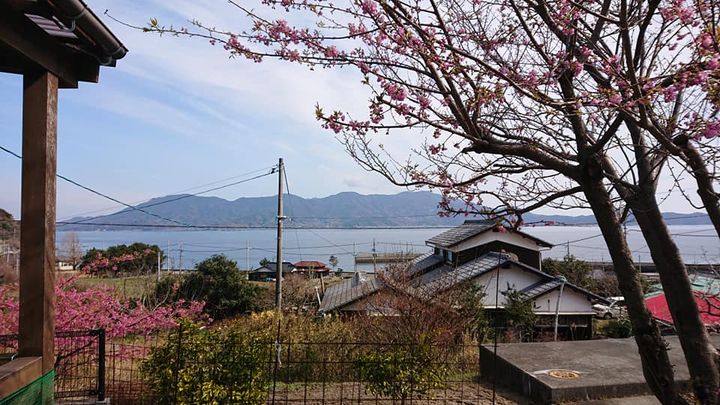 昨日、午前中は阿月の相ノ浦地区へ。

河津桜が咲き始めていました