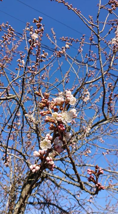 今回の県議会は、県行政が新型コロナウィルスに対応できるよう、変則pic4