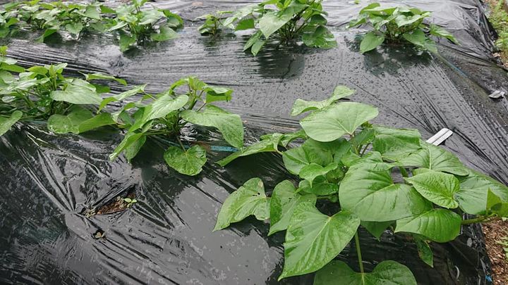 恵みの雨の降った休日。
さつま芋は根がついて、バターナッツかぼち