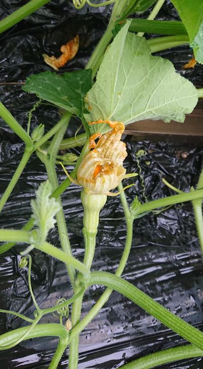 恵みの雨の降った休日。
さつま芋は根がついて、バターナッツかぼちpic2