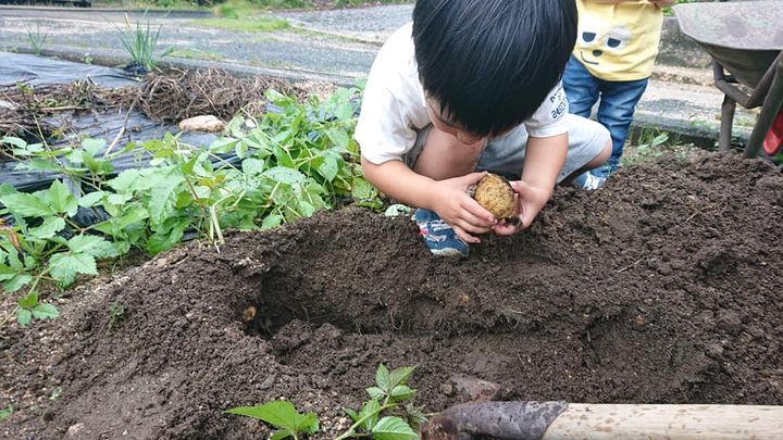 恵みの雨の降った休日。
さつま芋は根がついて、バターナッツかぼちpic4