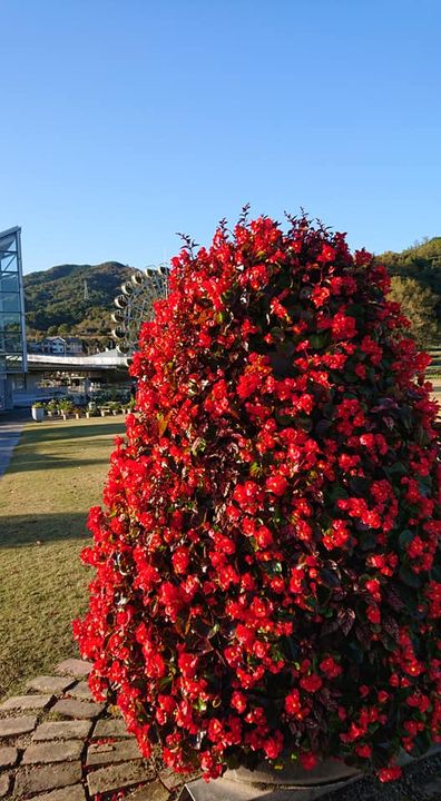 〈花と話に癒される〉

クリスマスモードのフラワーランドで

密