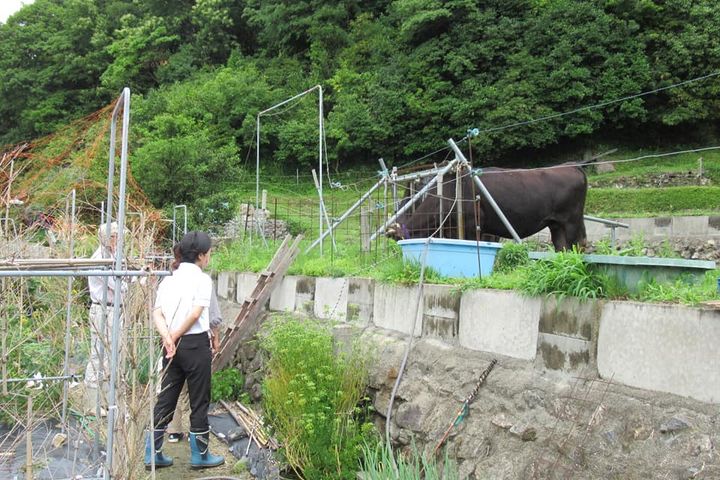 ＜牛の舌刈りで耕作放棄地再生＞

食料自給率の低下が懸念されなが