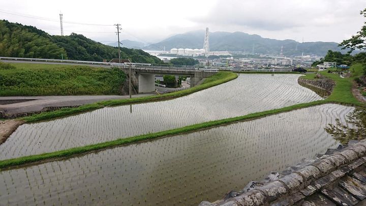 ＜牛の舌刈りで耕作放棄地再生＞

食料自給率の低下が懸念されながpic3