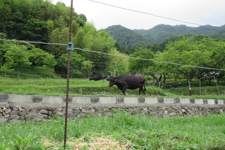 ＜牛の舌刈りで耕作放棄地再生＞

食料自給率の低下が懸念されながpic4