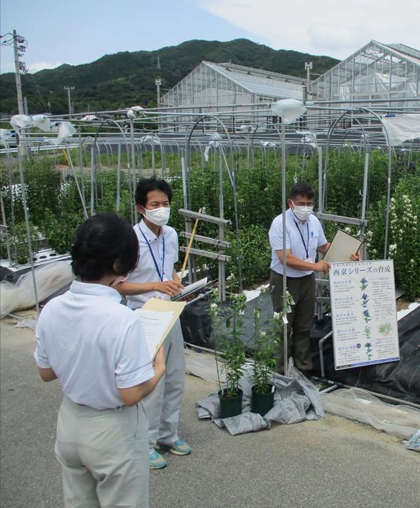 〈夏に映える、鮮やかな青。〉

柳井市は、日照時間が長いため、
pic2