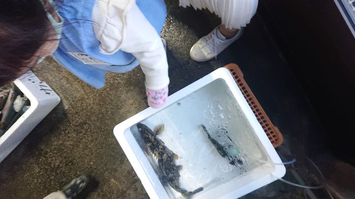 魚屋さんで、

旬の魚を見たり、

手際よく魚がさばかれるのを見pic2