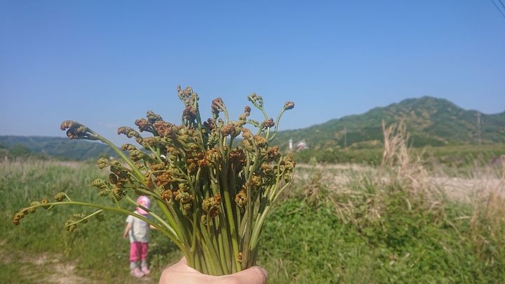 わらび、ふき、たけのこ、新茶

自然の恵みに感謝！