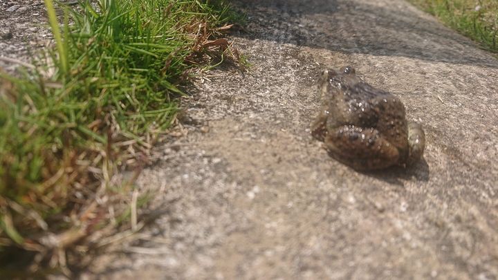 今日は自治会の清掃活動がありました。

きれいになった水路で生きpic3